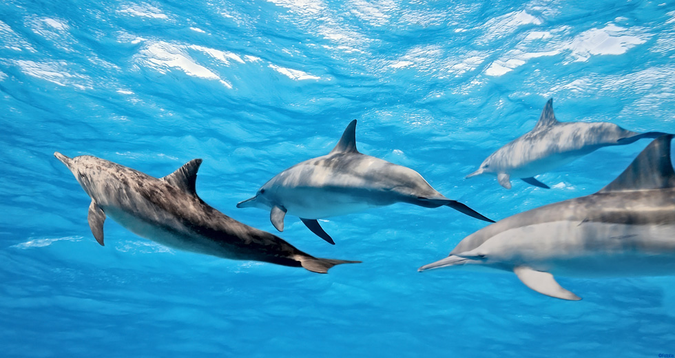 Nage avec les Dauphins à Nosy Be