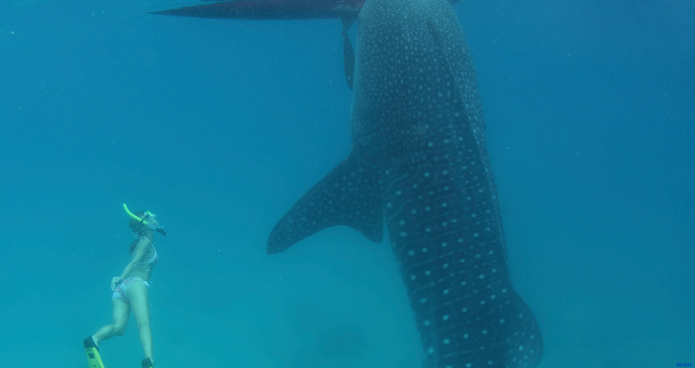 Nage avec les Dauphins à Nosy Be