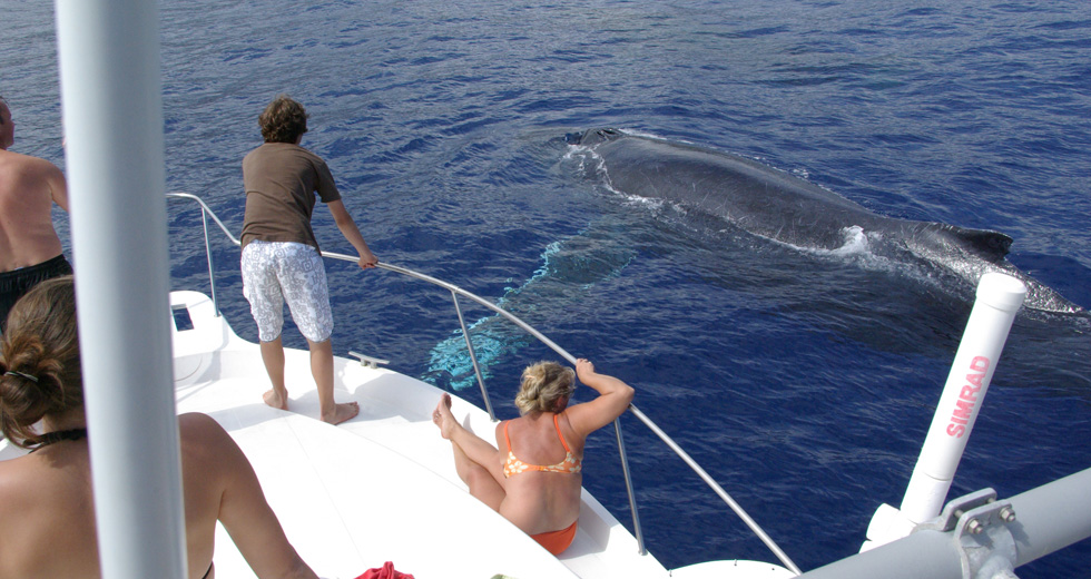 Nage avec les Dauphins à Nosy Be