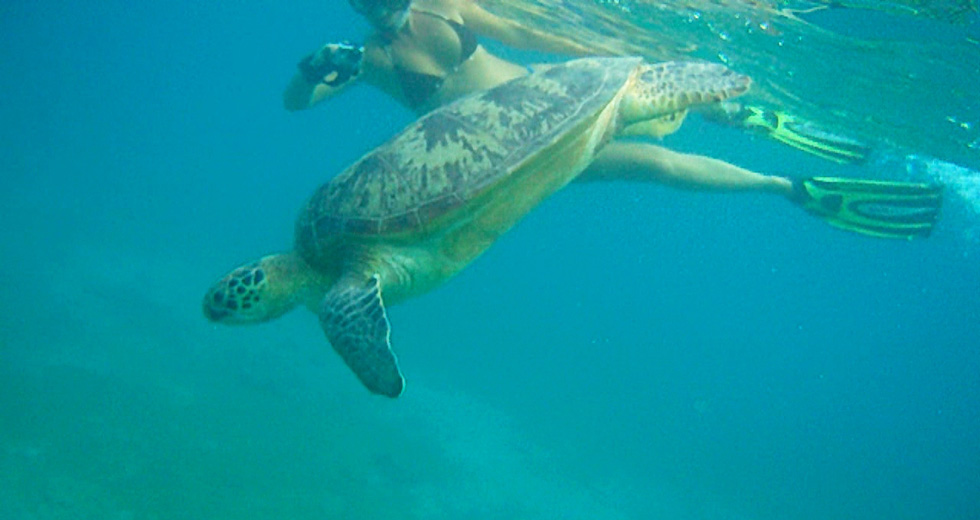 Nage avec les Dauphins à Nosy Be