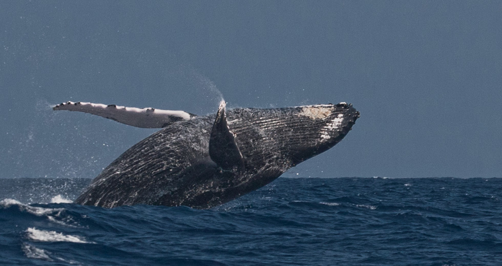 Nage avec les Dauphins à Nosy Be