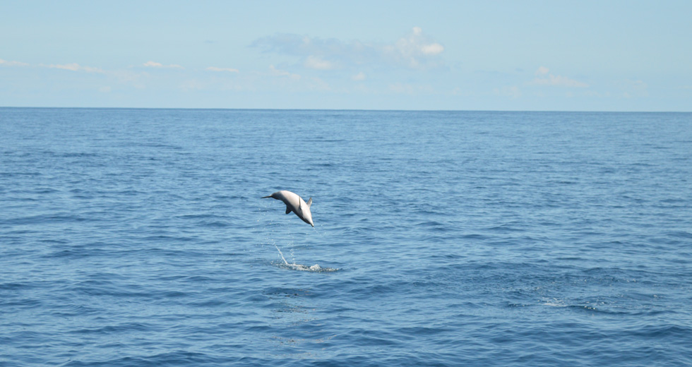 Nage avec les Dauphins à Nosy Be