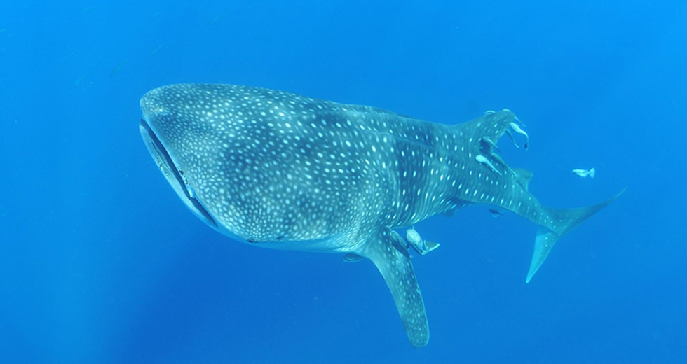 Nage avec les Dauphins à Nosy Be