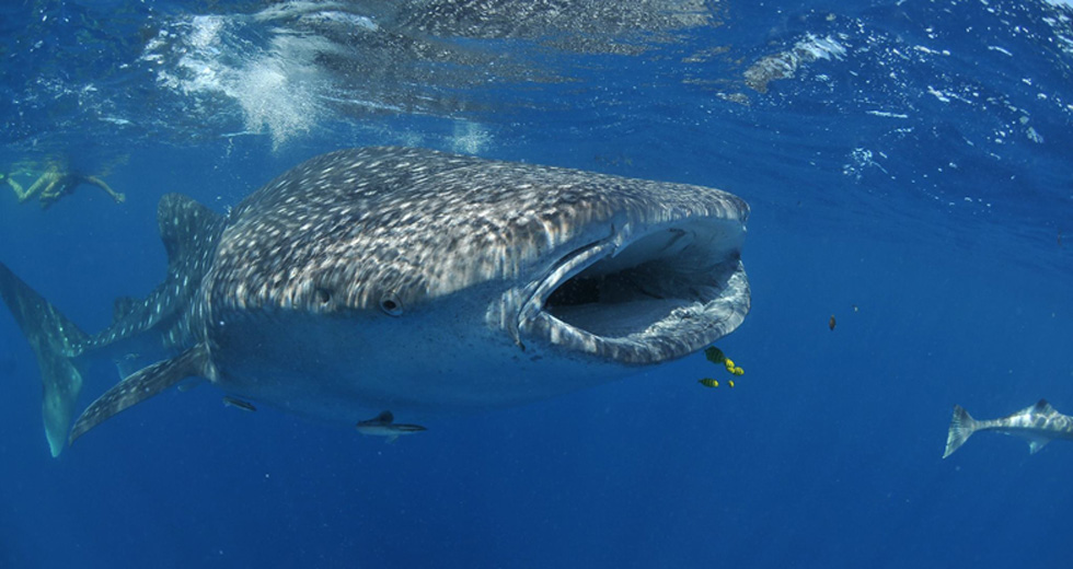 Nage avec les Dauphins à Nosy Be