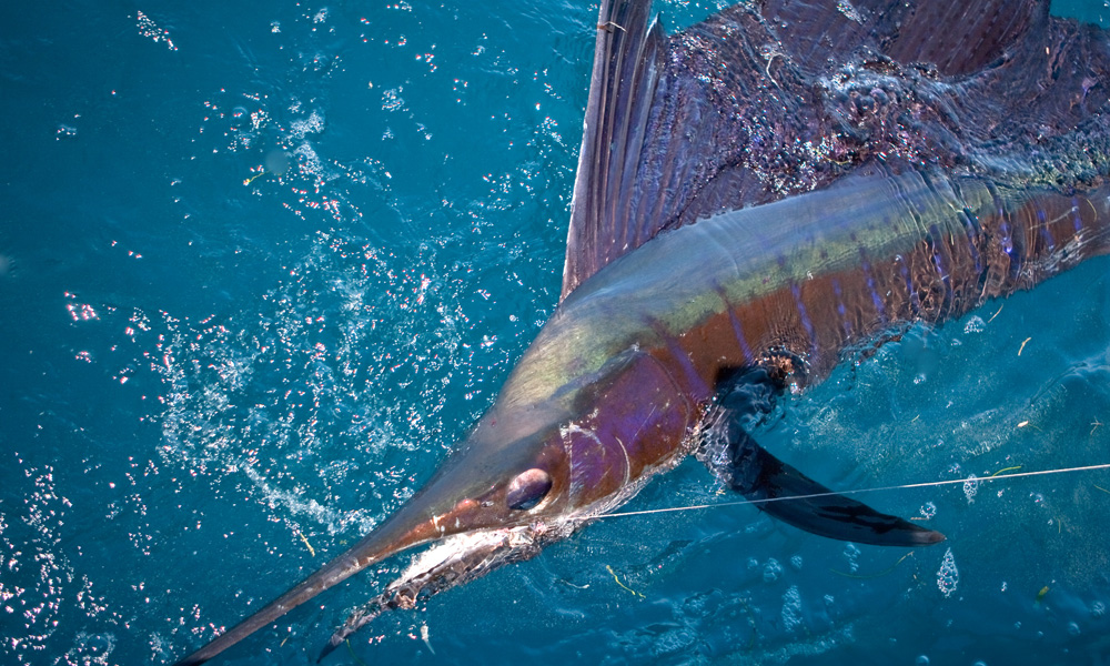 Pêche au Gros à Nosy Be - Madagascar